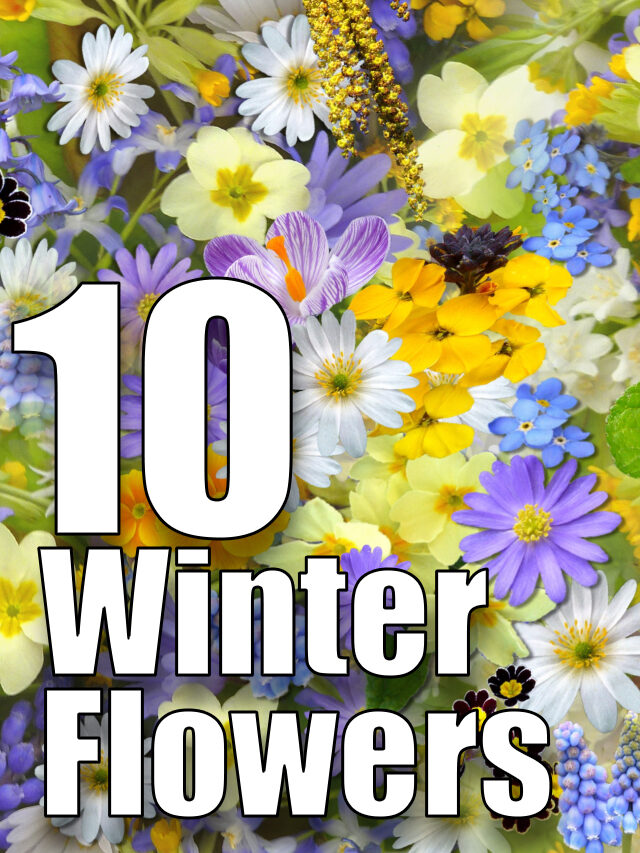 10 Winter Flowers