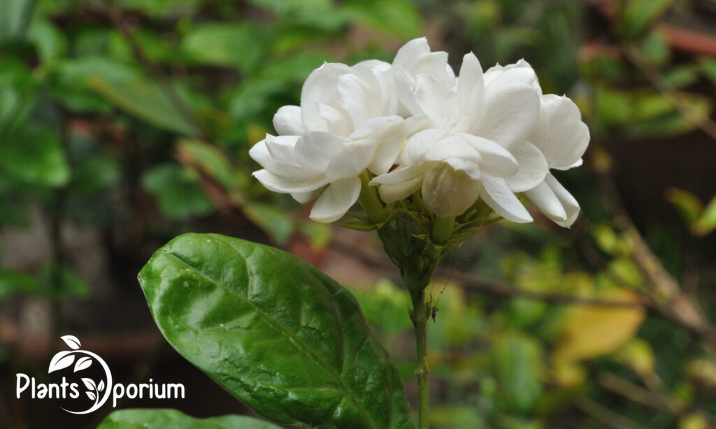 Mogra / Arabian Jasmine Flowers
