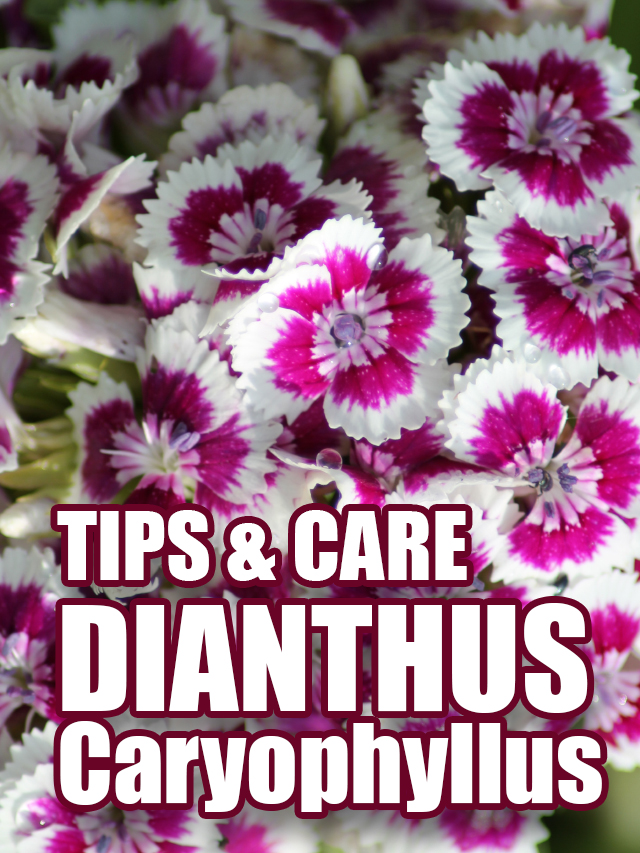 Tips & Care dianthus cover