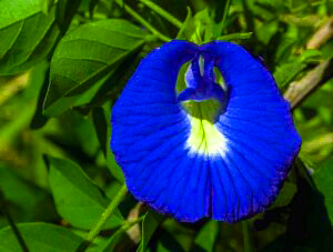 Butterfly Pea Blue flowers for your garden