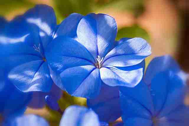 Blue Jasmine Blue flowers for your garden