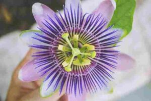 Passion Flower Blue flowers for your garden