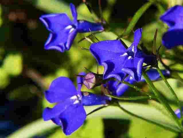 Lobelia Blue flowers for your garden