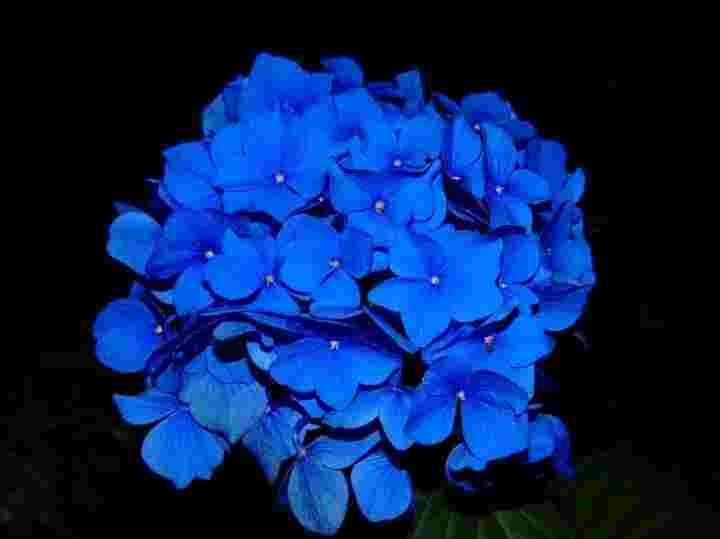 Hydrangea Blue flowers for your garden