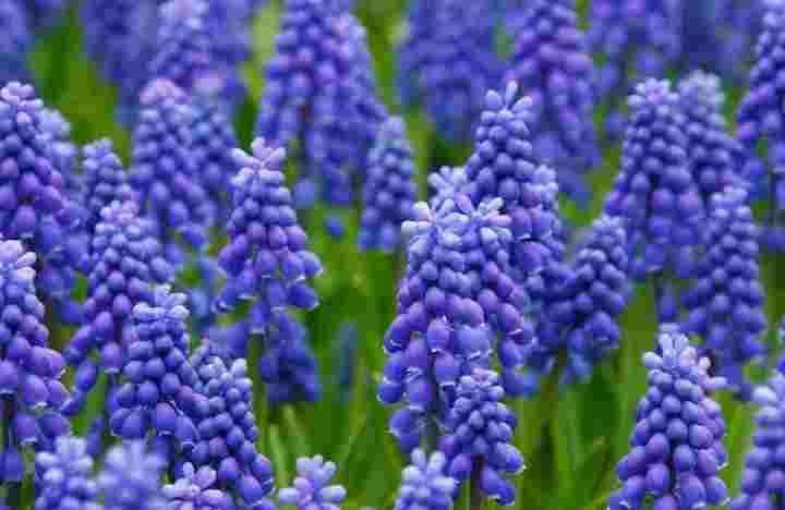 Grape Hyacinth Blue flowers for your garden