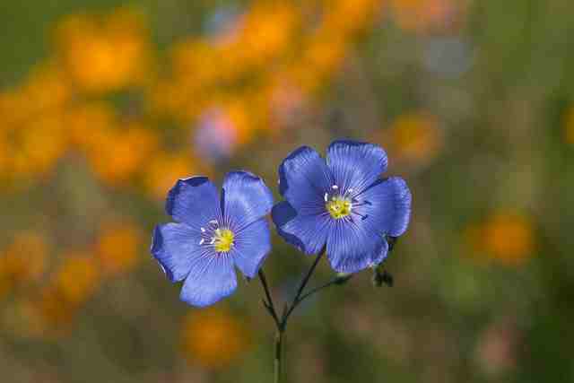 Geranium Blue flowers for your garden