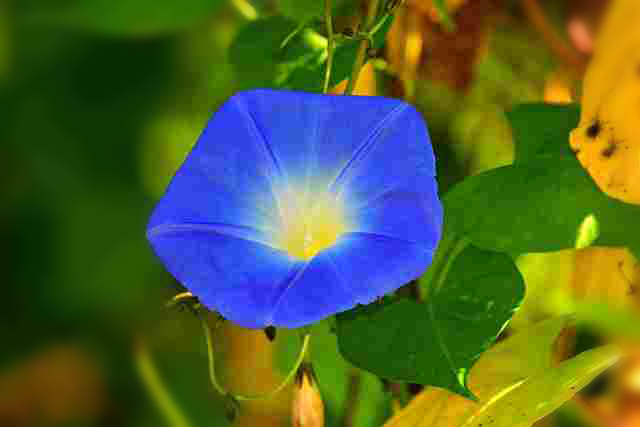 Morning Glory Blue flowers for your garden