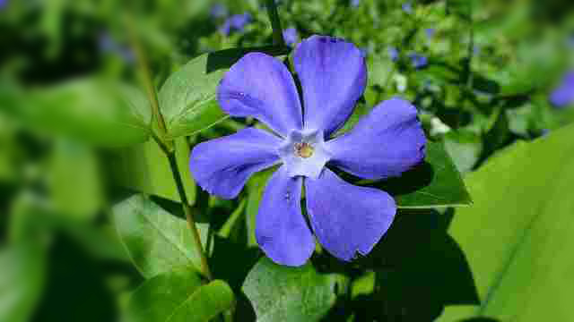 Periwinkle Blue flowers for your garden