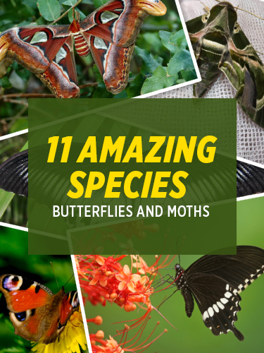 Amazing species of butterflies and moths cover