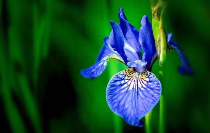 Iris Blue flowers for your garden