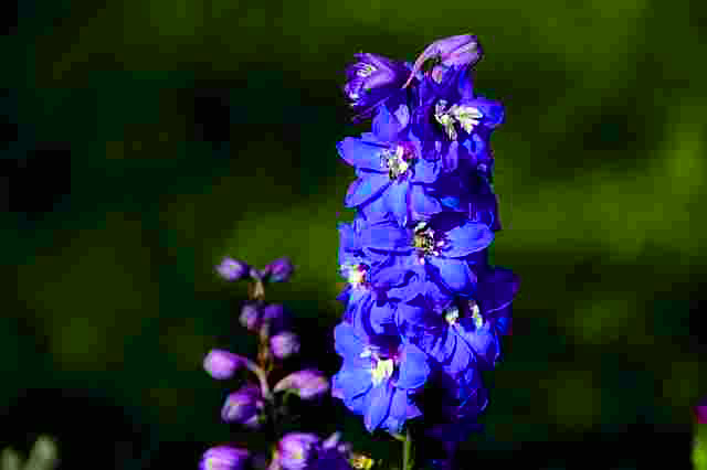 Delphinium Blue flowers for your garden