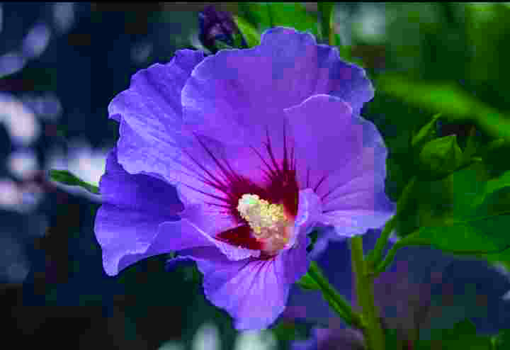 Hibiscus Blue flowers for your garden