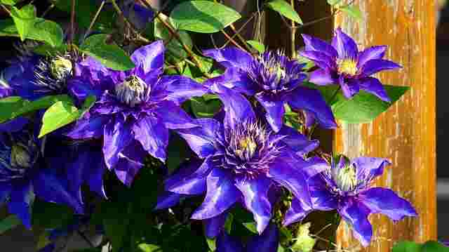 Clematis Blue flowers for your garden