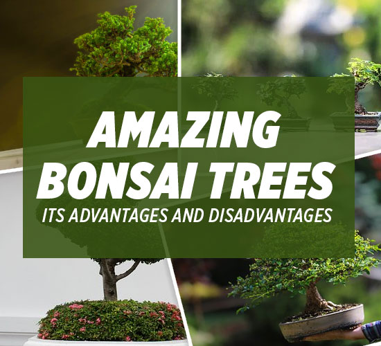 Amazing bonsai trees its advantages and disadvantages cover