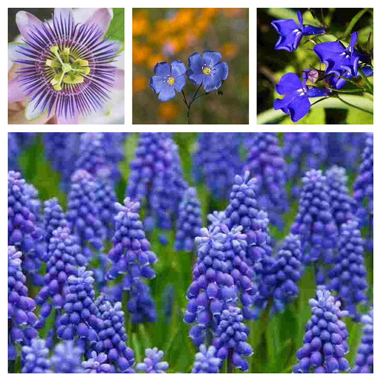 Blue flowers for your garden