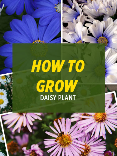 How to Grow Daisy Plant Featured