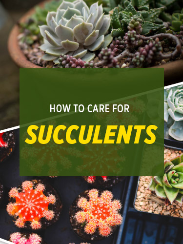 How to care for succulents