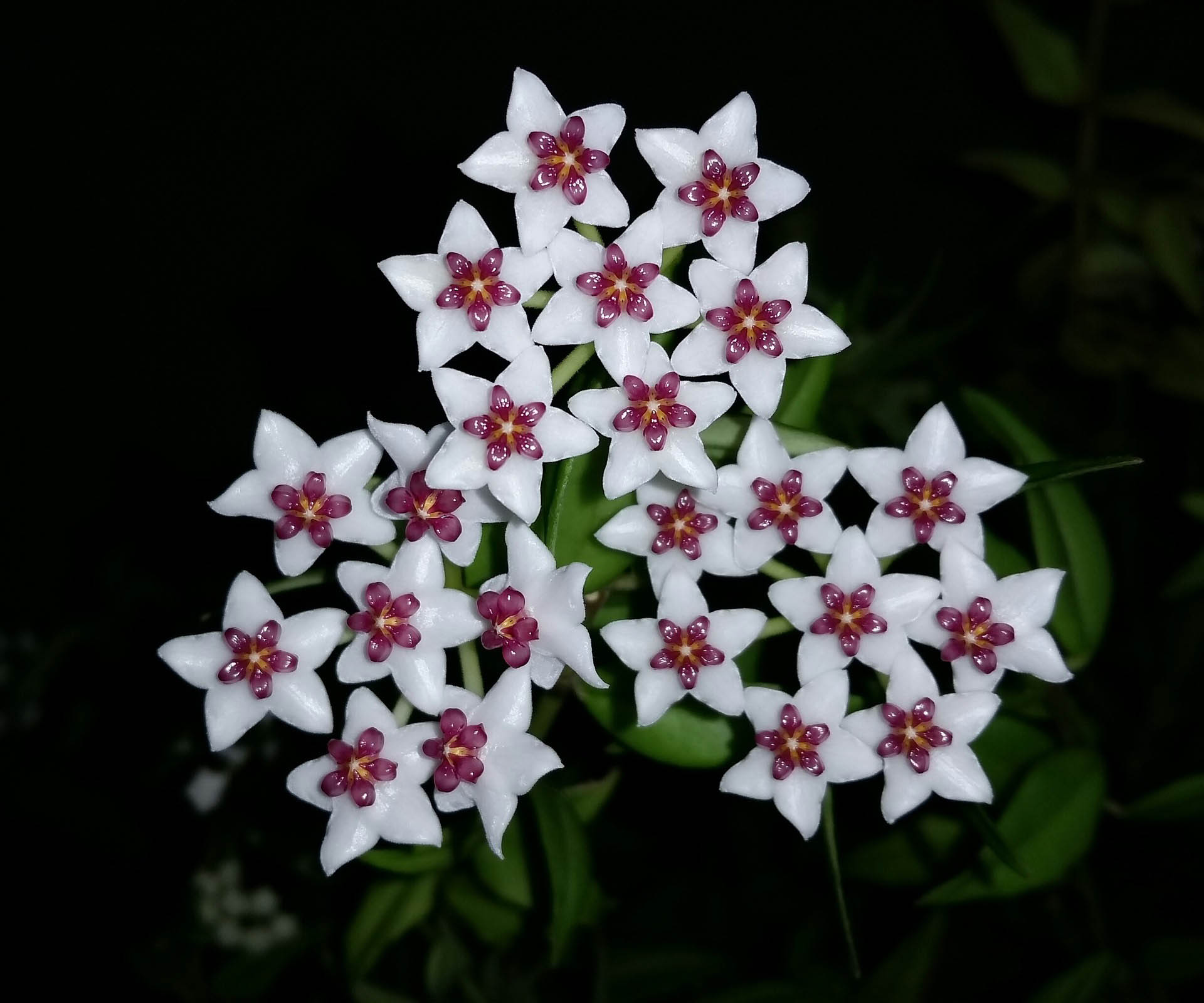 Hoya Flowers