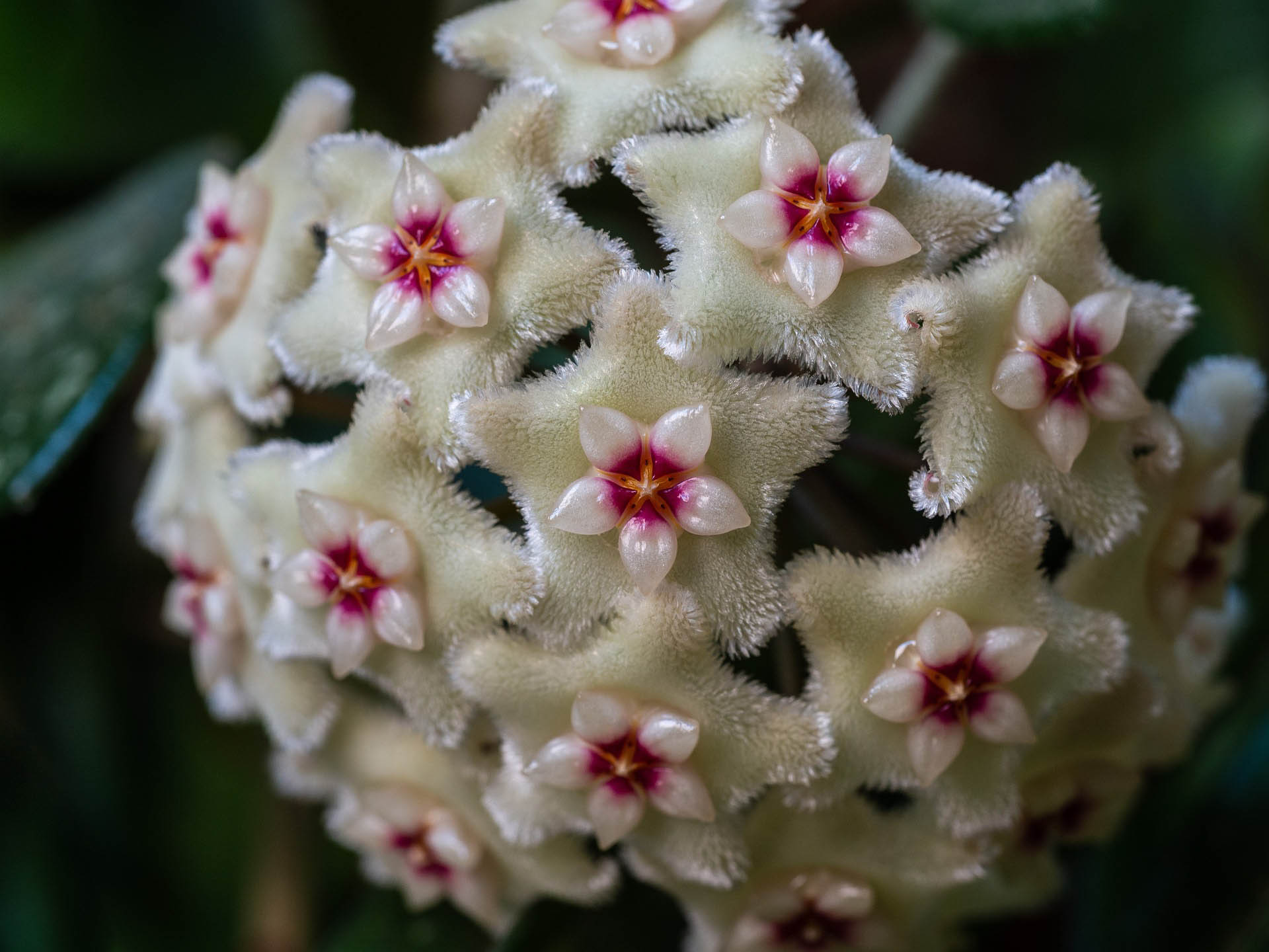 Hoya Plant Care Watering