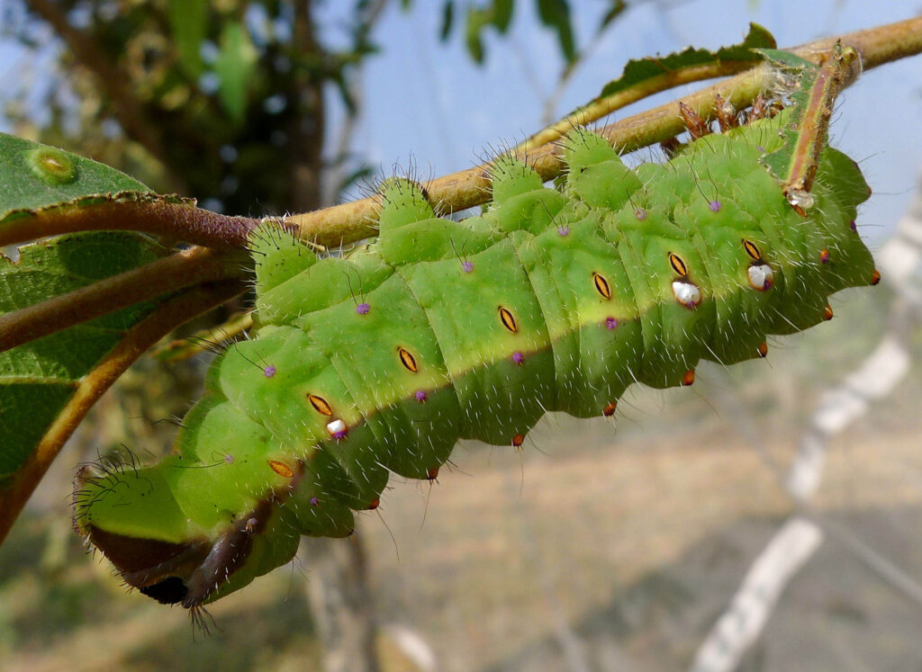 Indian tasar silkworm