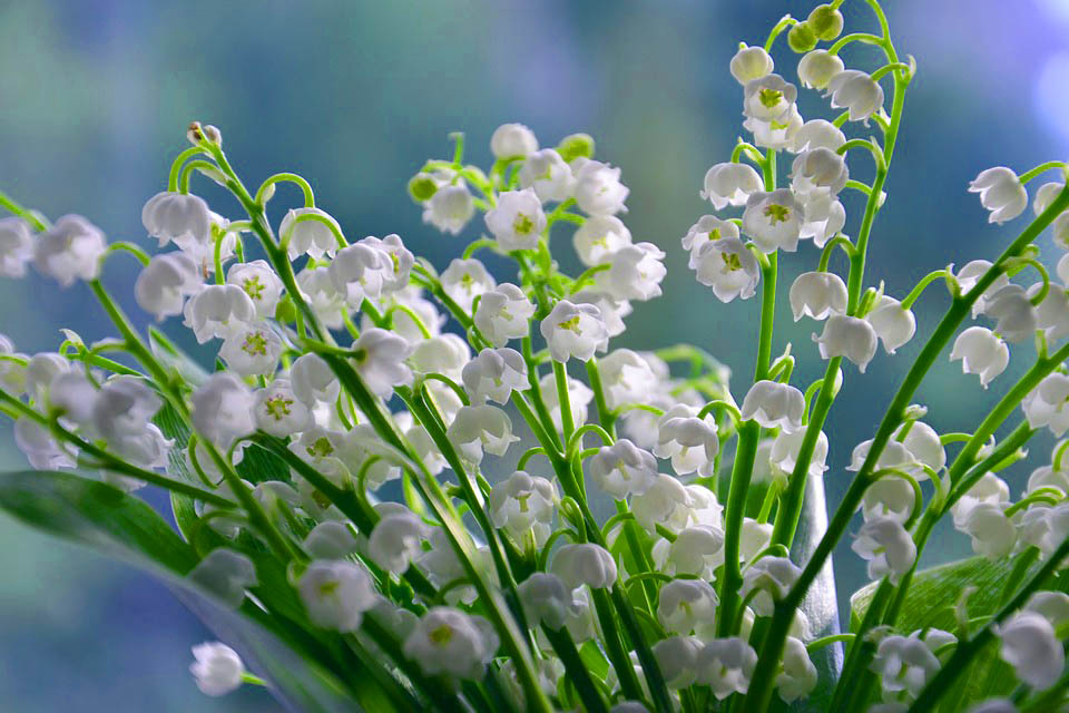 May birth month flowers Lily of the Valley
