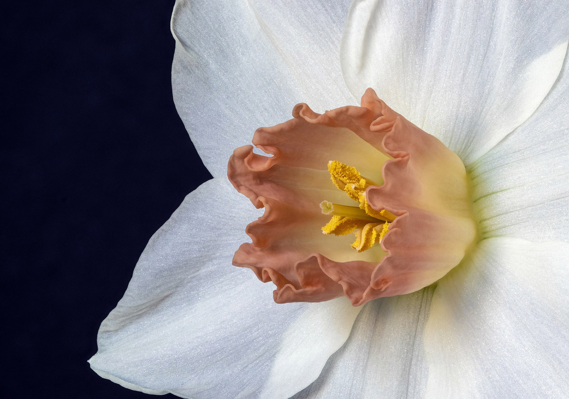 Narcissus Dec birth month flowers