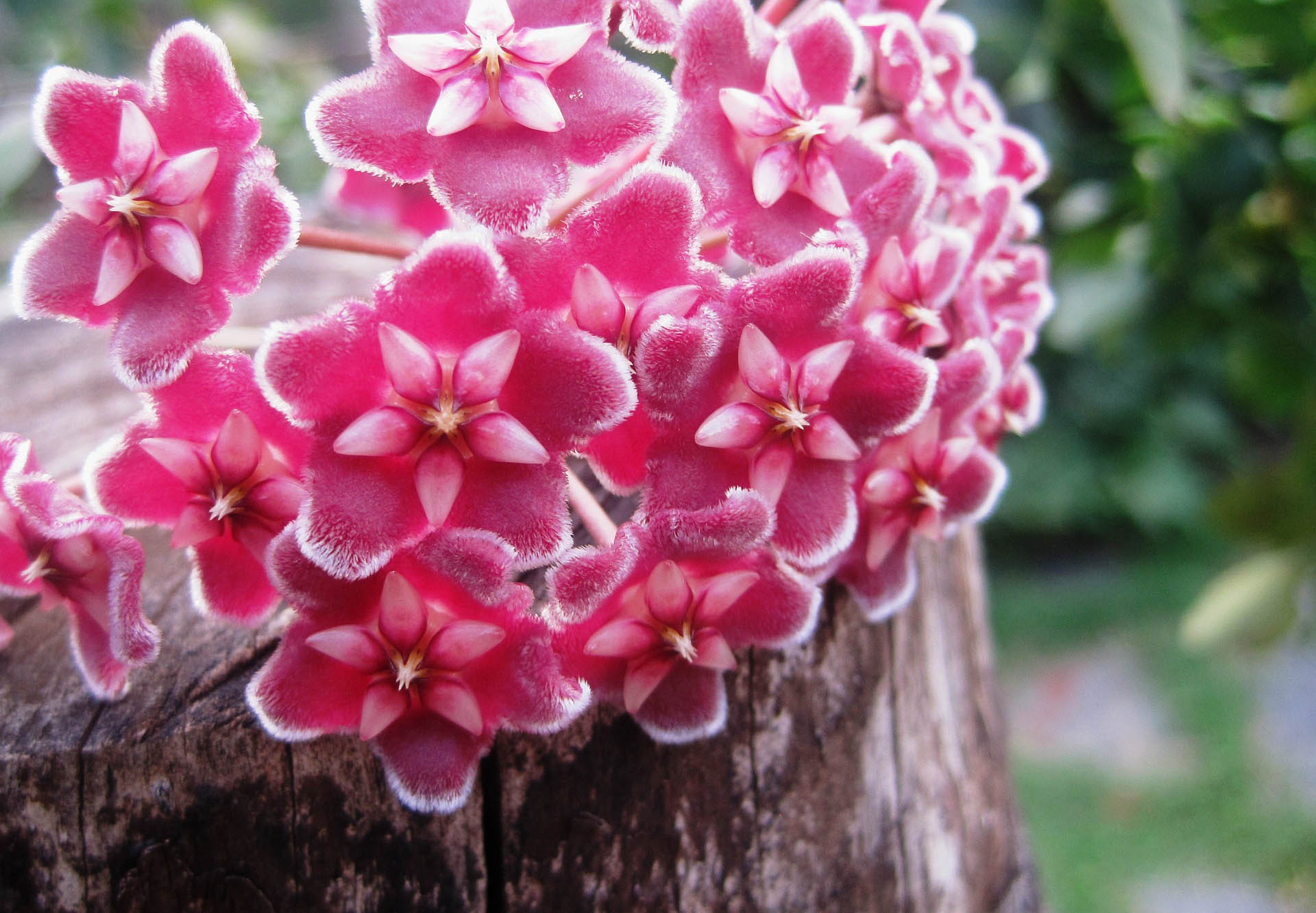 Pro tips for hoya plant care