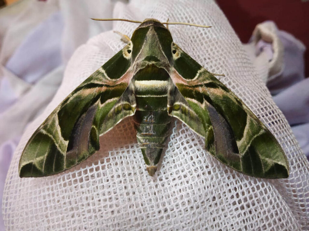 army green moth