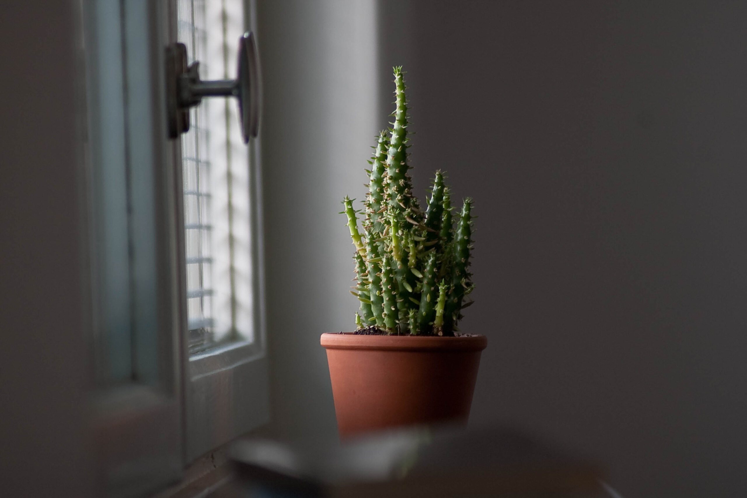 care for succulents Keep in the sun