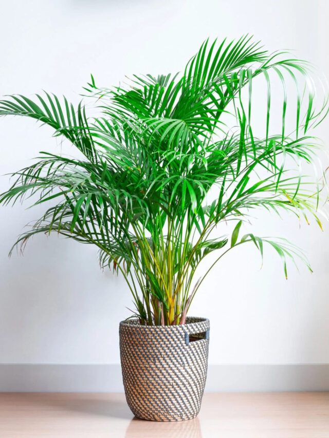 Areca Palms : The indoor plants for air purification