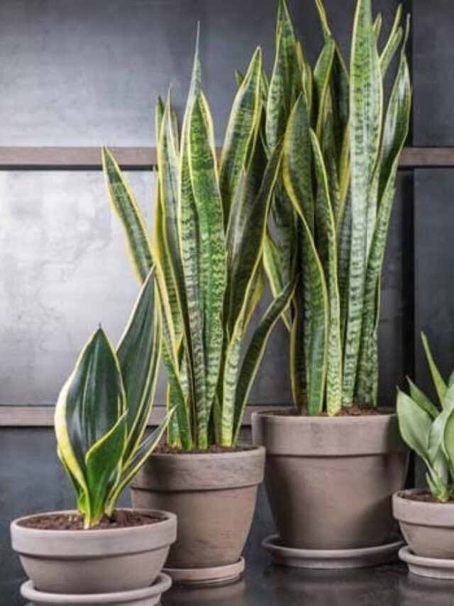 Snake Plant: Plants that promote happiness in the home