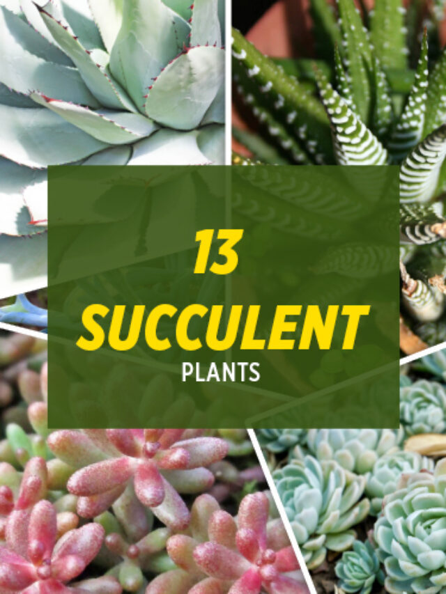 13 Types of Succulent Plants Names and there information