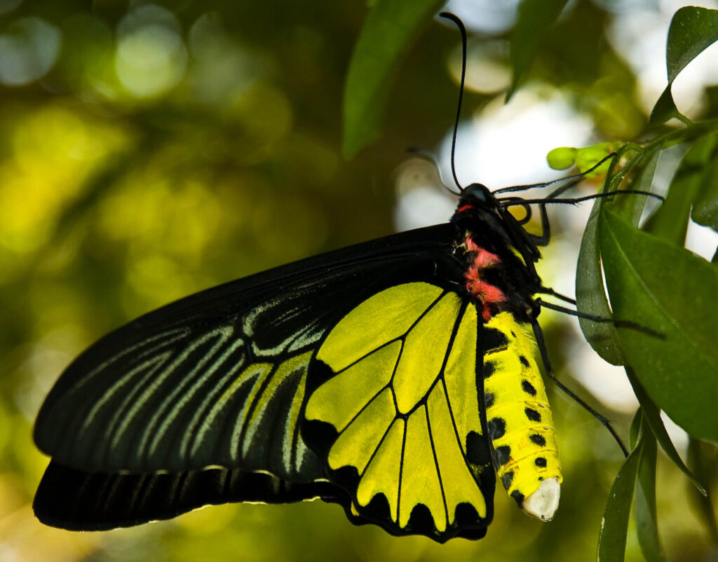 golden birdwing butterfly