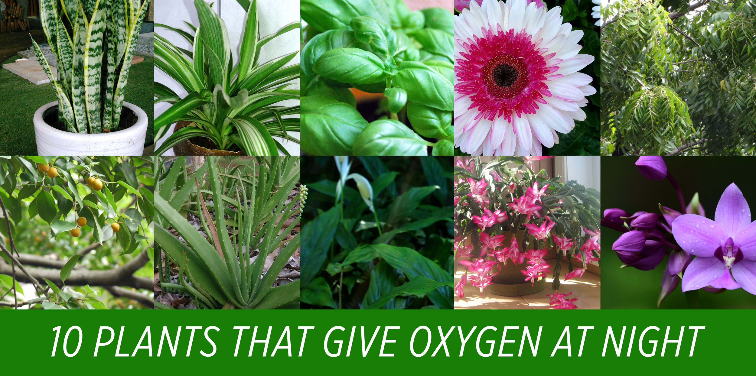 plants release oxygen even at night