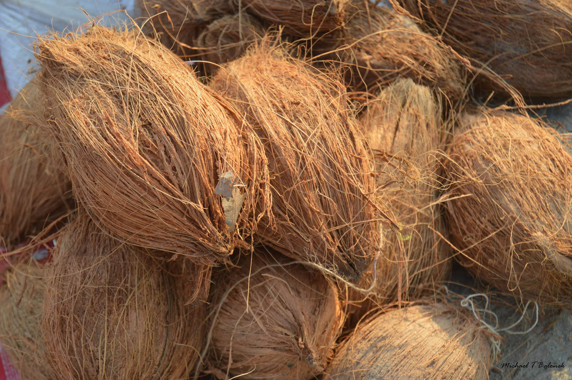Jan Kumbh Mela Coconuts For Sale