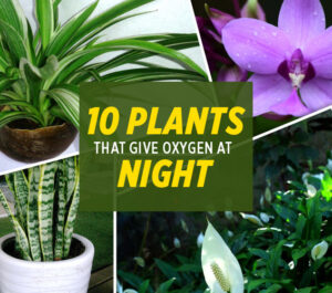 Cover plants release oxygen even at night