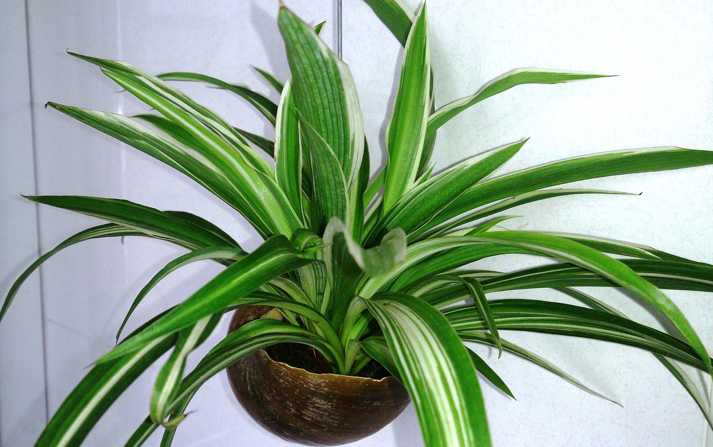 Spider plant that give Oxygen at Night