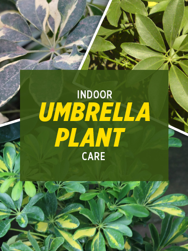 Umbrella Plant Care Indoor cover