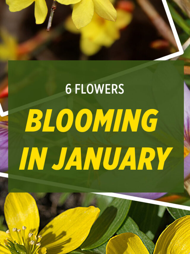 6 Flowers Blooming in January