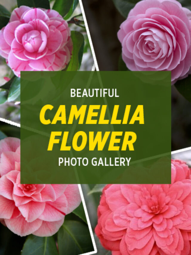 cropped Beautiful Camellia Flower gallery