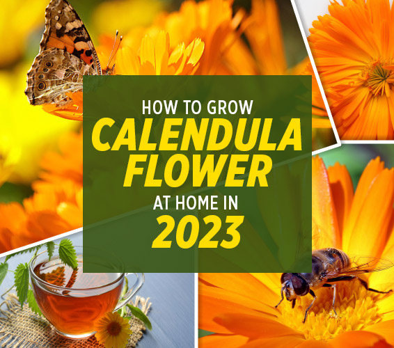 how to grow calendula flower at home cover