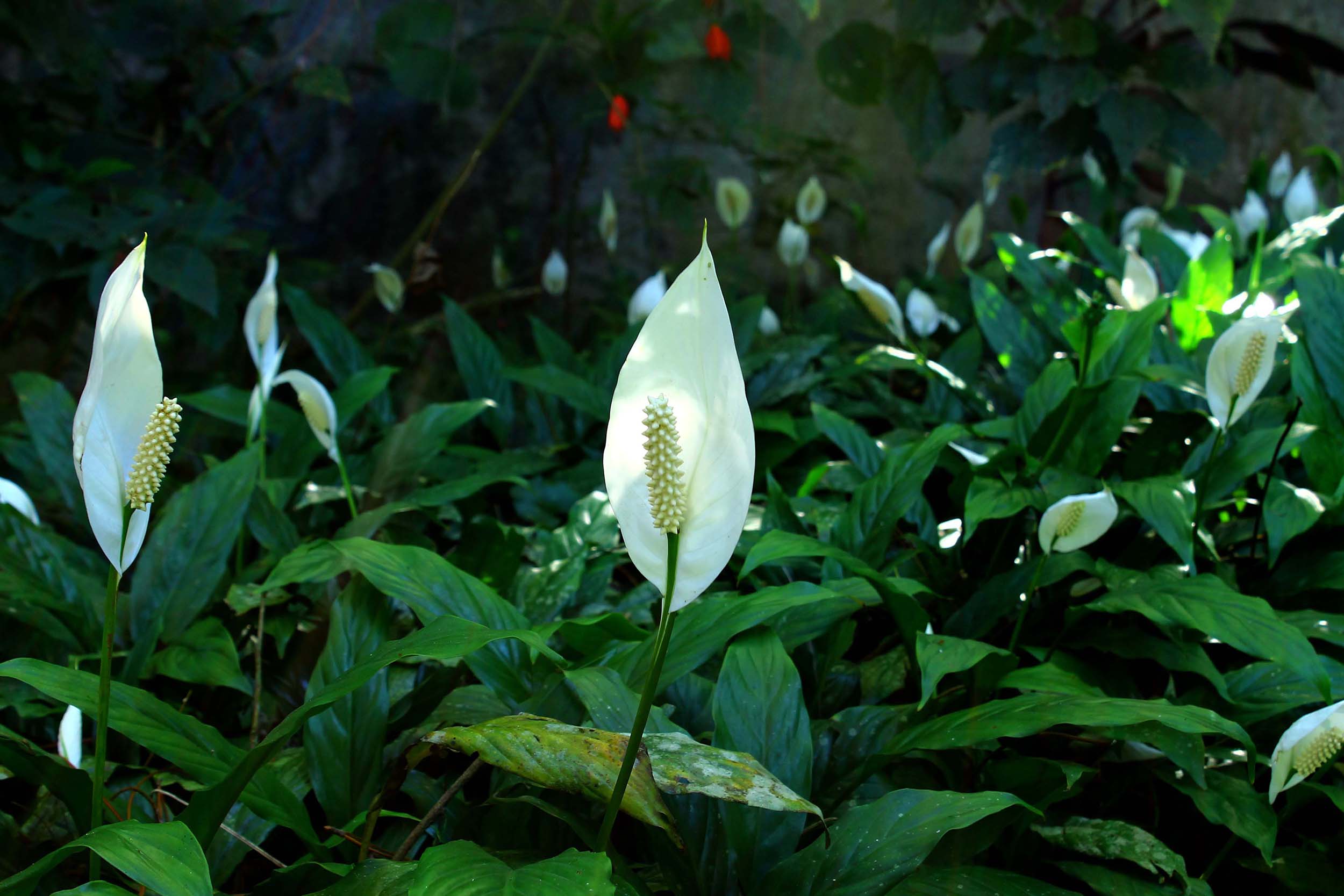 peace lily that give Oxygen at Night