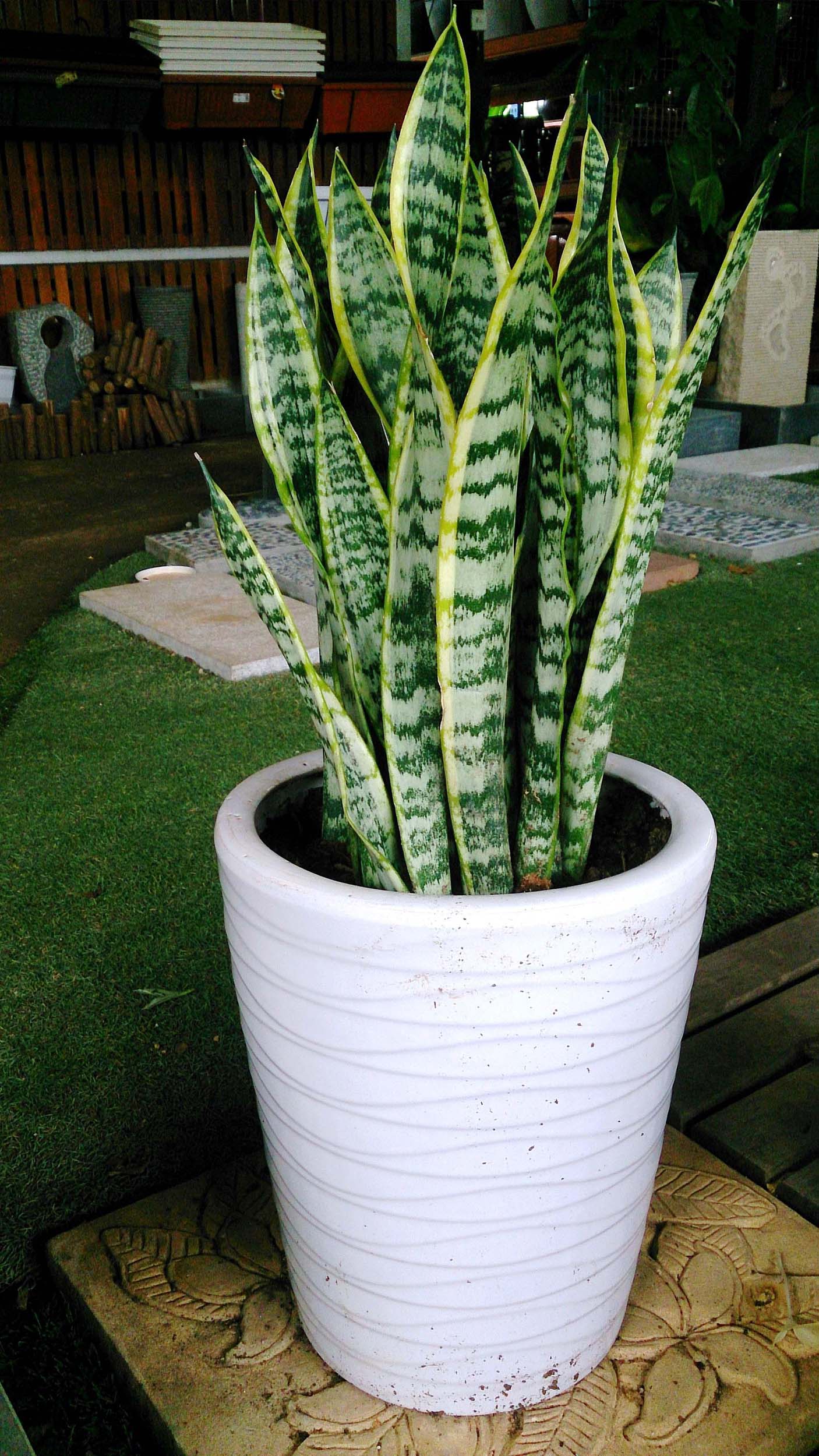 snake plant that give Oxygen at Night