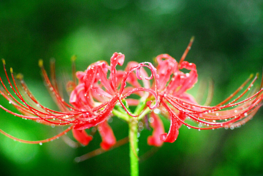 Beauty of Red Spider Lily