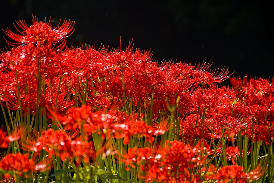 Vivid Red Blooms