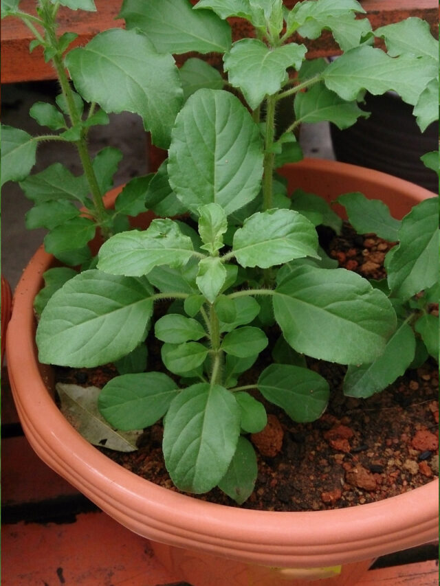 Planting Tulsi According to Vastu: Tips for Good Health and Luck