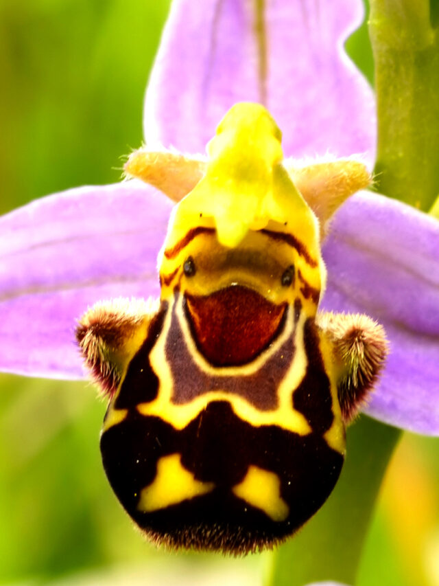 cropped Bee orchids
