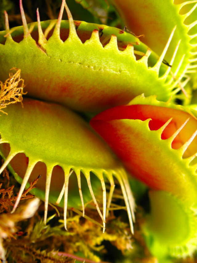 Carnivorous Plants Unveiled