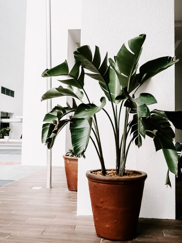 cropped Allure of House Plants Image Credit Pexels com scaled