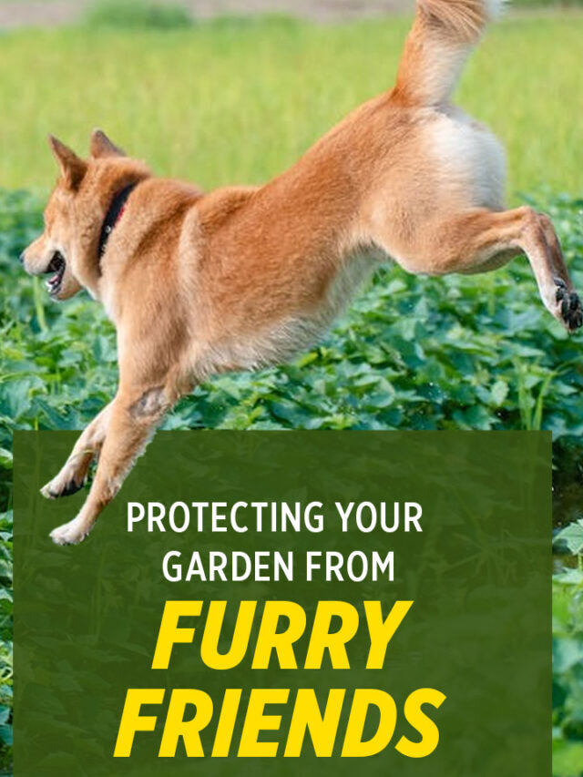 Protecting Your Garden from Furry Friends